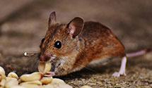 Find Exterminators in Oscoda County